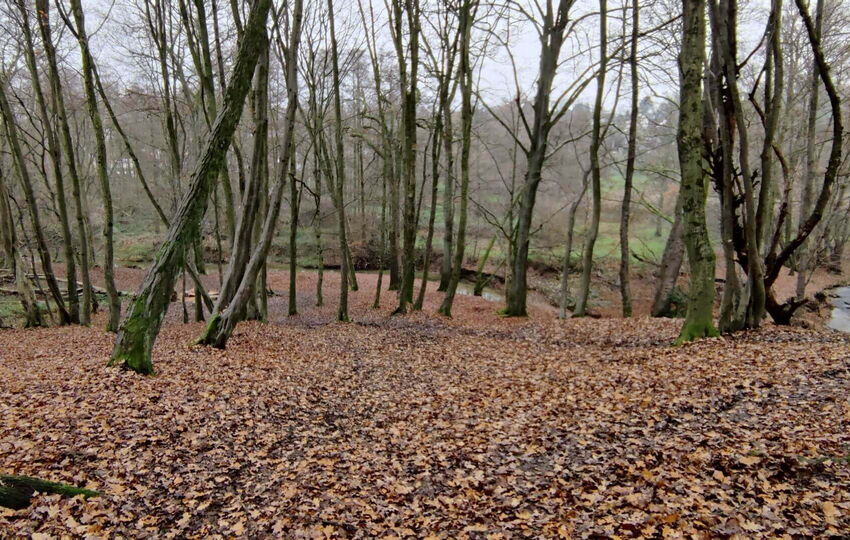 Wiembach Wanderweg von der Quelle zur Mündung