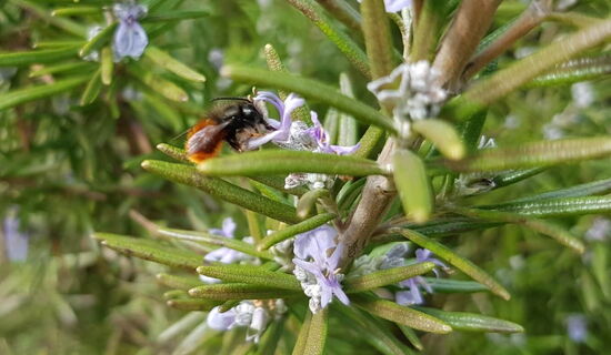Wildbiene